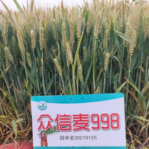 济南喜报！喜报，2023年众信麦998再创全国记录928.4