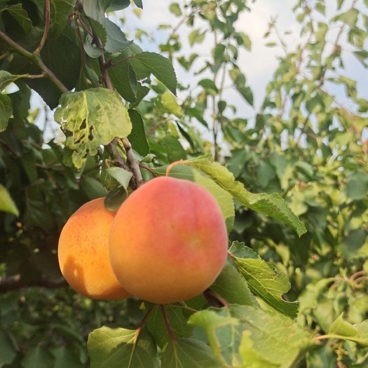 串枝红杏