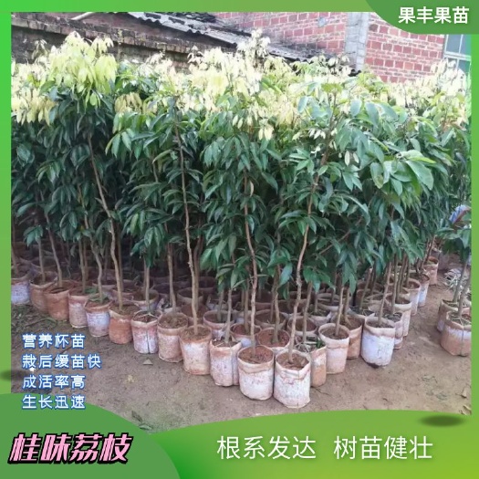 灵山县桂味荔枝也叫带绿、桂枝树苗 细核、肉质爽脆、清甜、有桂花味