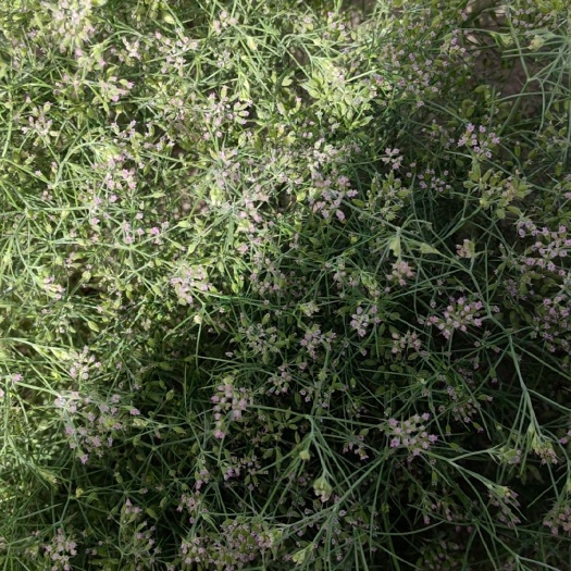 岳普湖县新疆孜然  自己种植的