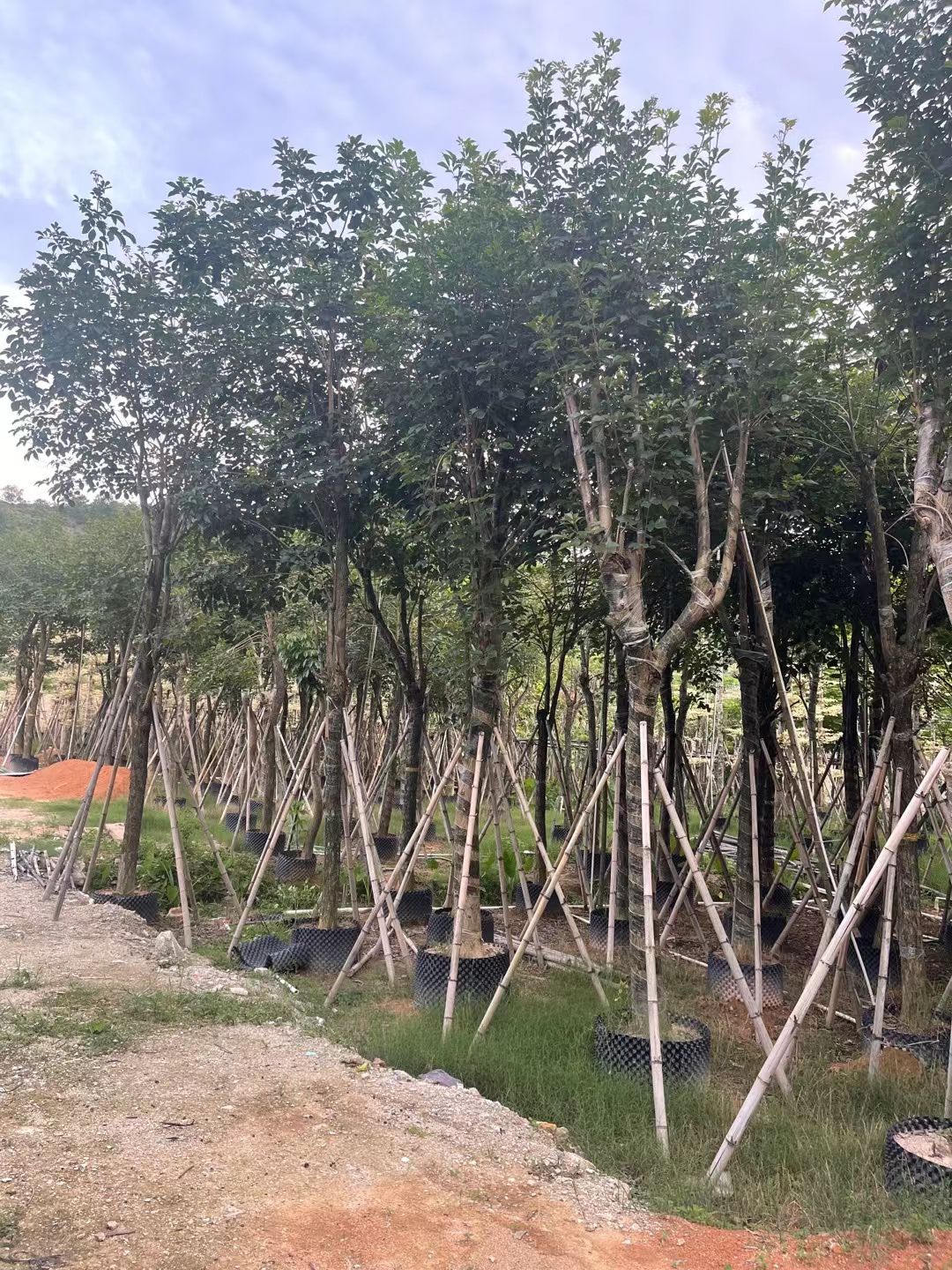 5/25公分黄花风铃木