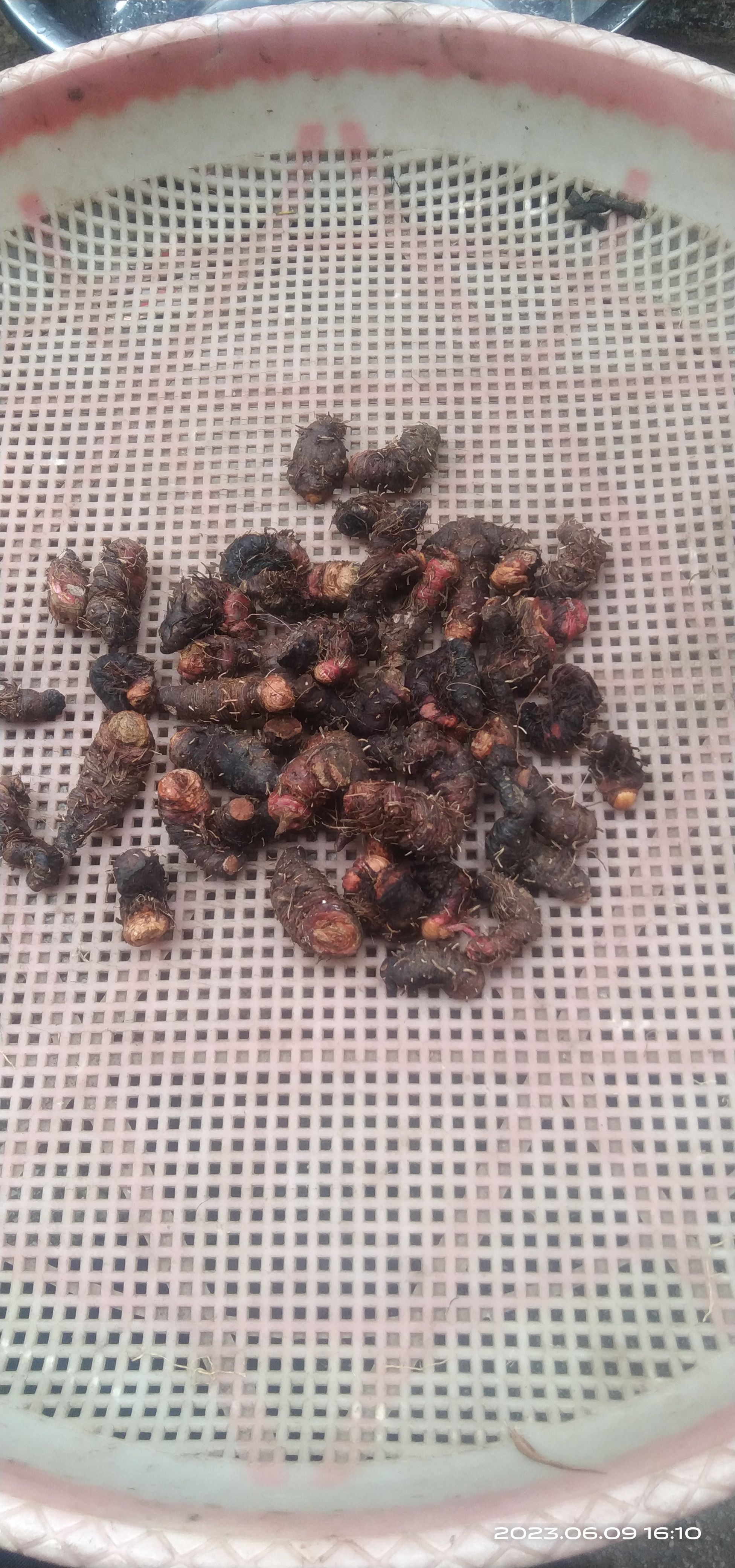 贵州毕节拳参当地叫地马蜂