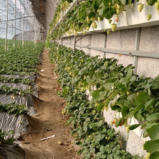 平度市梦系列之白草莓苗，梦之芙，梦之莹，梦之玉，梦之娇等