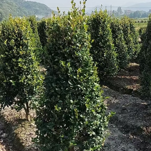 绍兴茶梅柱子，高度1米8，蓬形80，有需要的老板联系