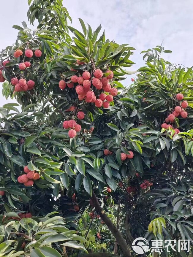 桂味荔枝，核小，无虫冷链专送