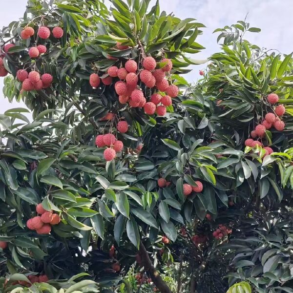 桂味荔枝，核小，无虫冷链专送