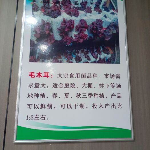 滕州市长年可以播种