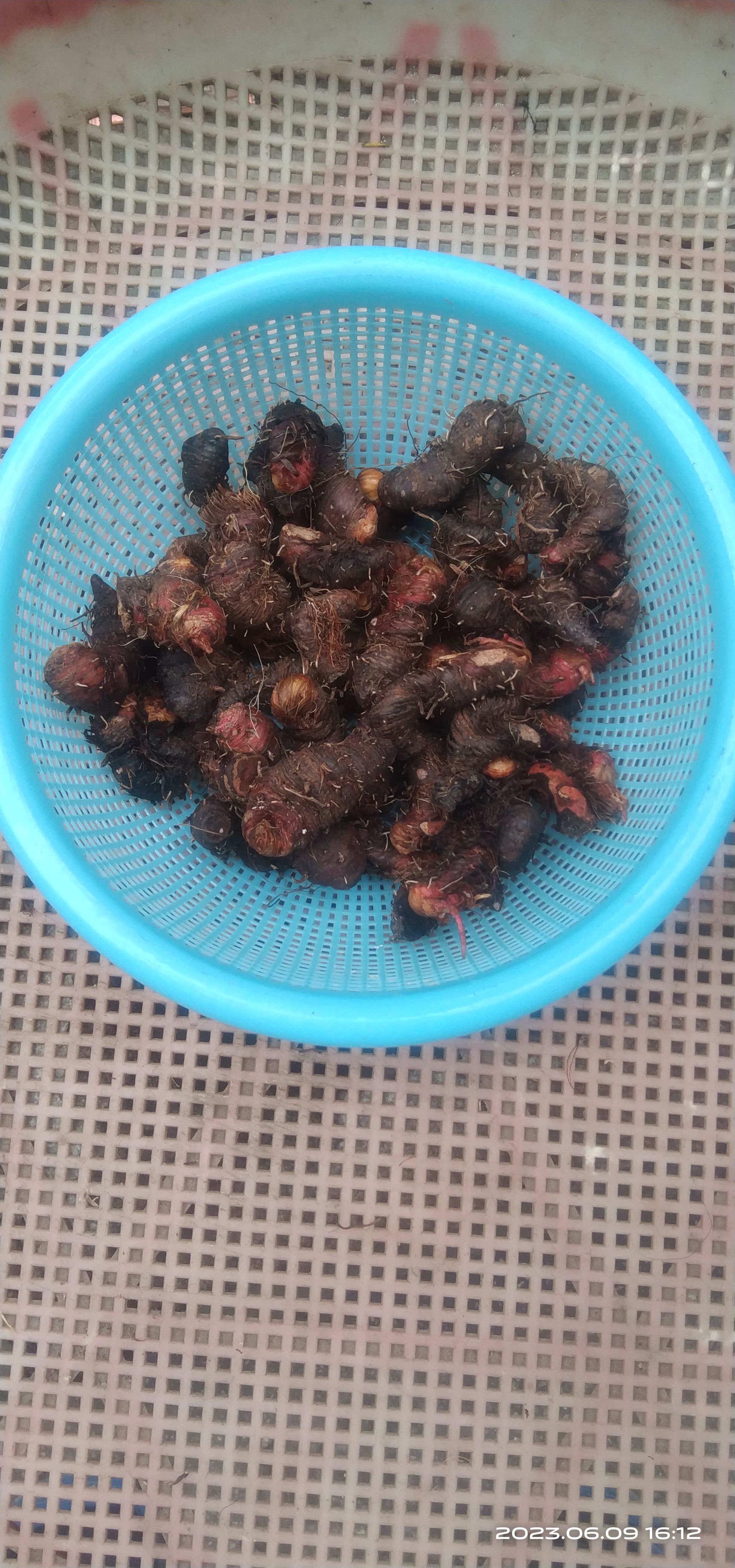 贵州毕节拳参当地叫地马蜂