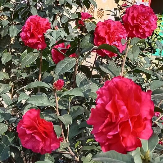 弥勒市云南山茶花