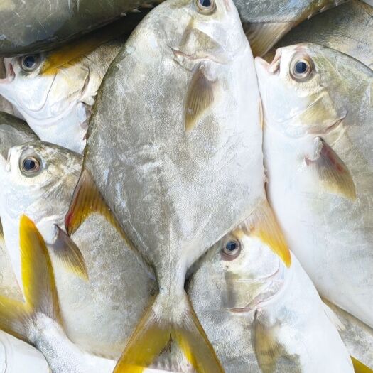 金鲳鱼、海水鱼、广西北海本港鱼、物流方便当天可发冰鲜直批
