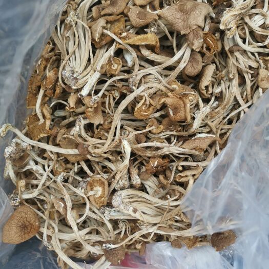 南昌5号开伞优质茶树菇