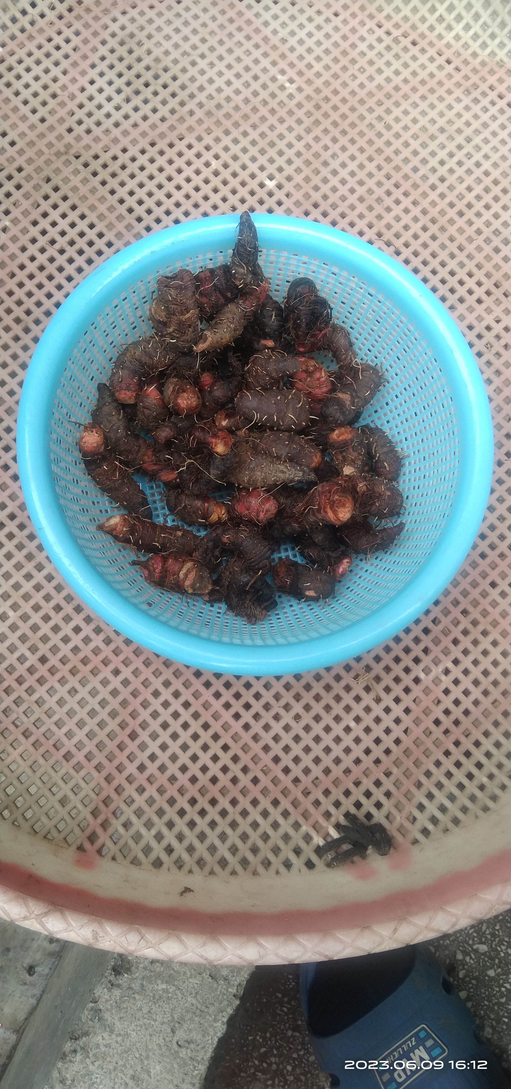 贵州毕节拳参当地叫地马蜂