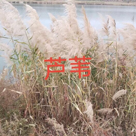 常州芦苇种子