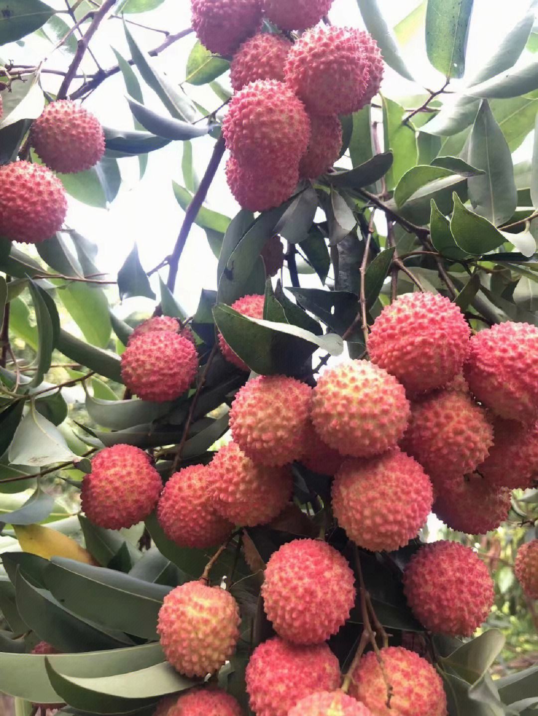 荔枝