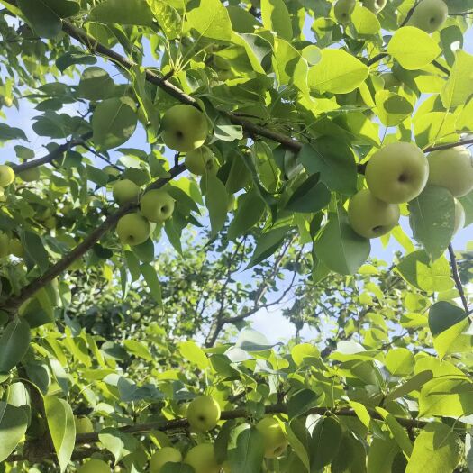 泸西县精品早白蜜