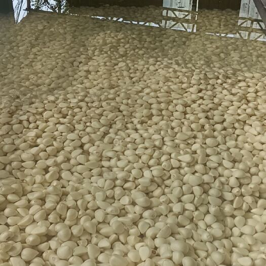 临沂苍山四六瓣蒜米
