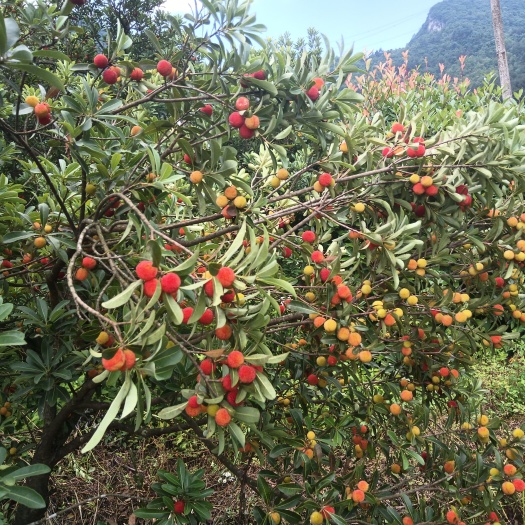 贵阳杨梅