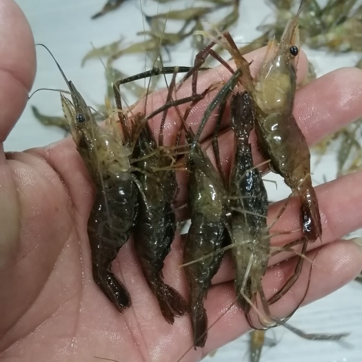 成品苗种都有