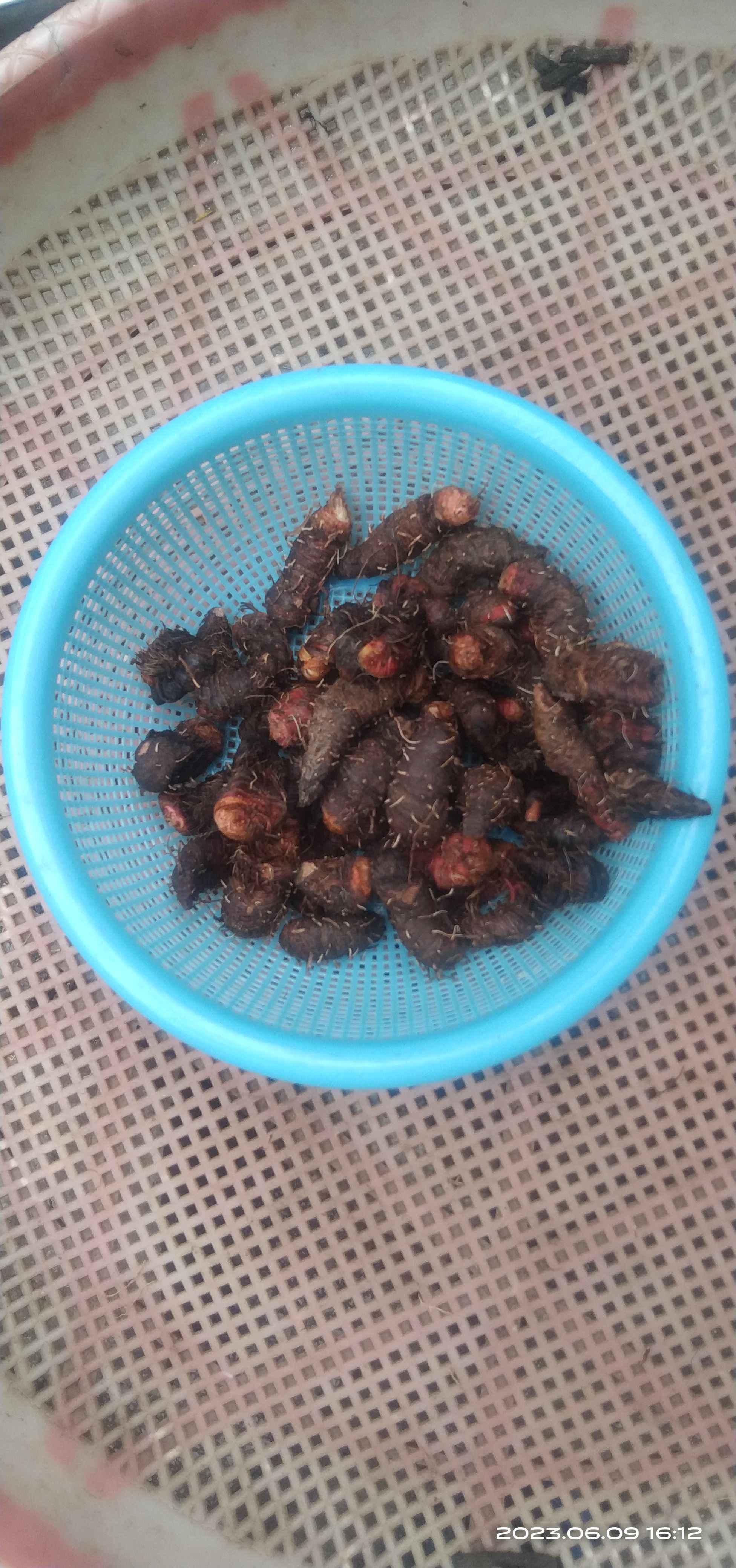 贵州毕节拳参当地叫地马蜂
