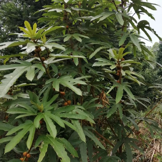 南靖县五指毛桃