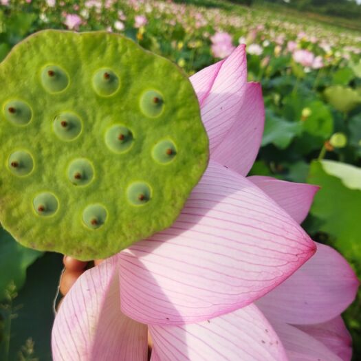 祁阳市水果莲上市