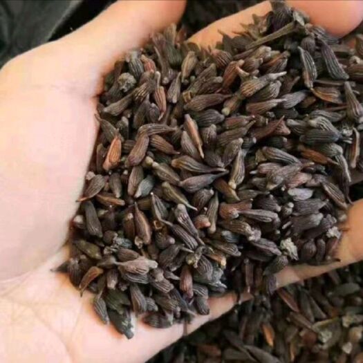 当阳市精品百部根种子，自家种植，自然风干，颗颗饱满，大量出售！