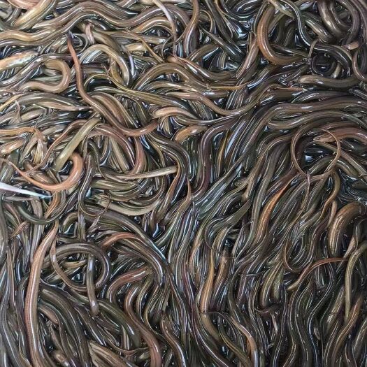 沭阳县鳝鱼苗大量现货