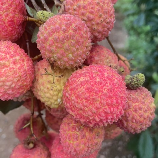 广州从化桂味