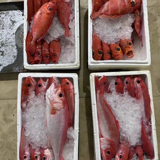 三亚各种深海鱼