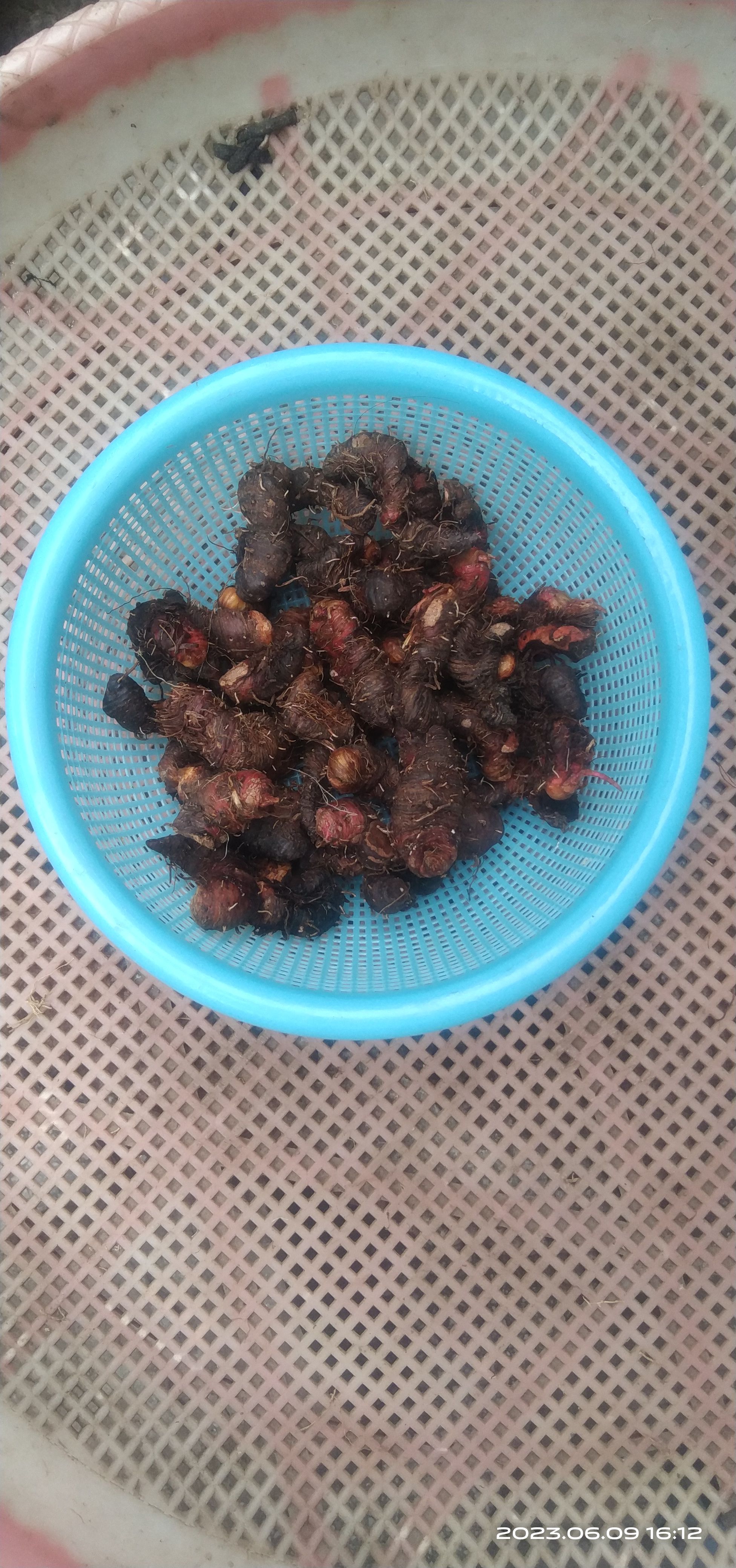 贵州毕节拳参当地叫地马蜂