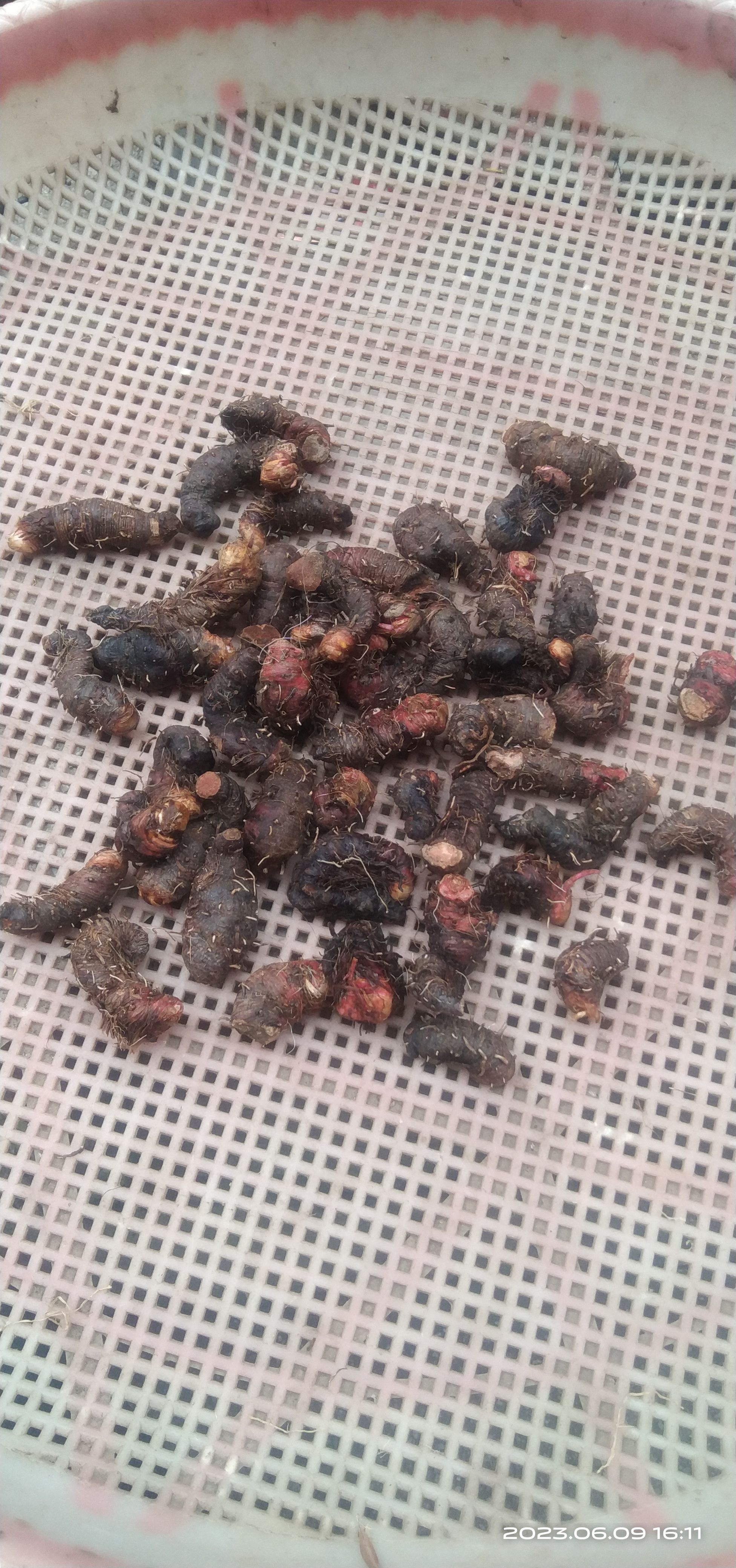 贵州毕节拳参当地叫地马蜂