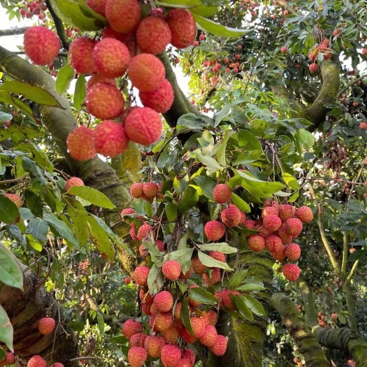 高州市桂味荔枝