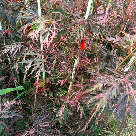 新昌县羽毛枫 金丝黄羽 花缠 石榴红羽毛枫10公分工程苗
