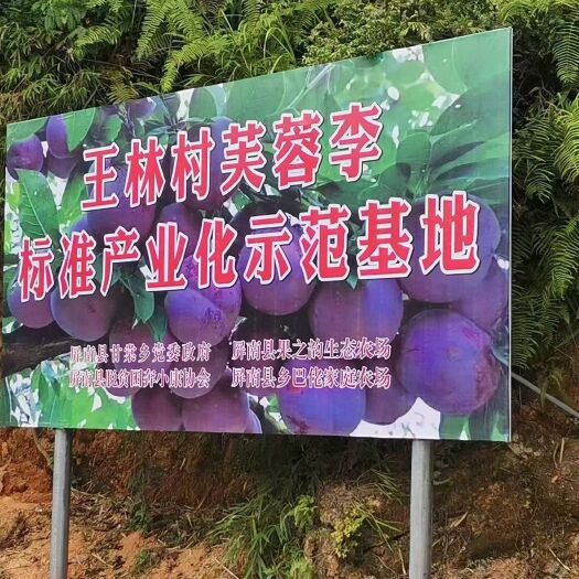 屏南县国家农产品地理标志，福建“屏南李”