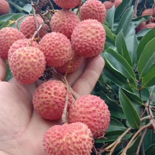 高州市桂味荔枝，核小，无虫冷链专送