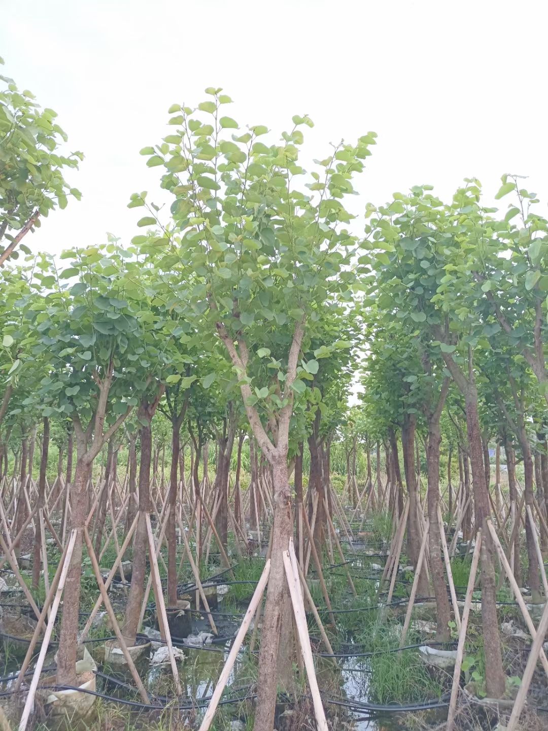 洋紫荆宫粉紫荆5-6-7-8-9公分 截杆和小骨架袋苗供应