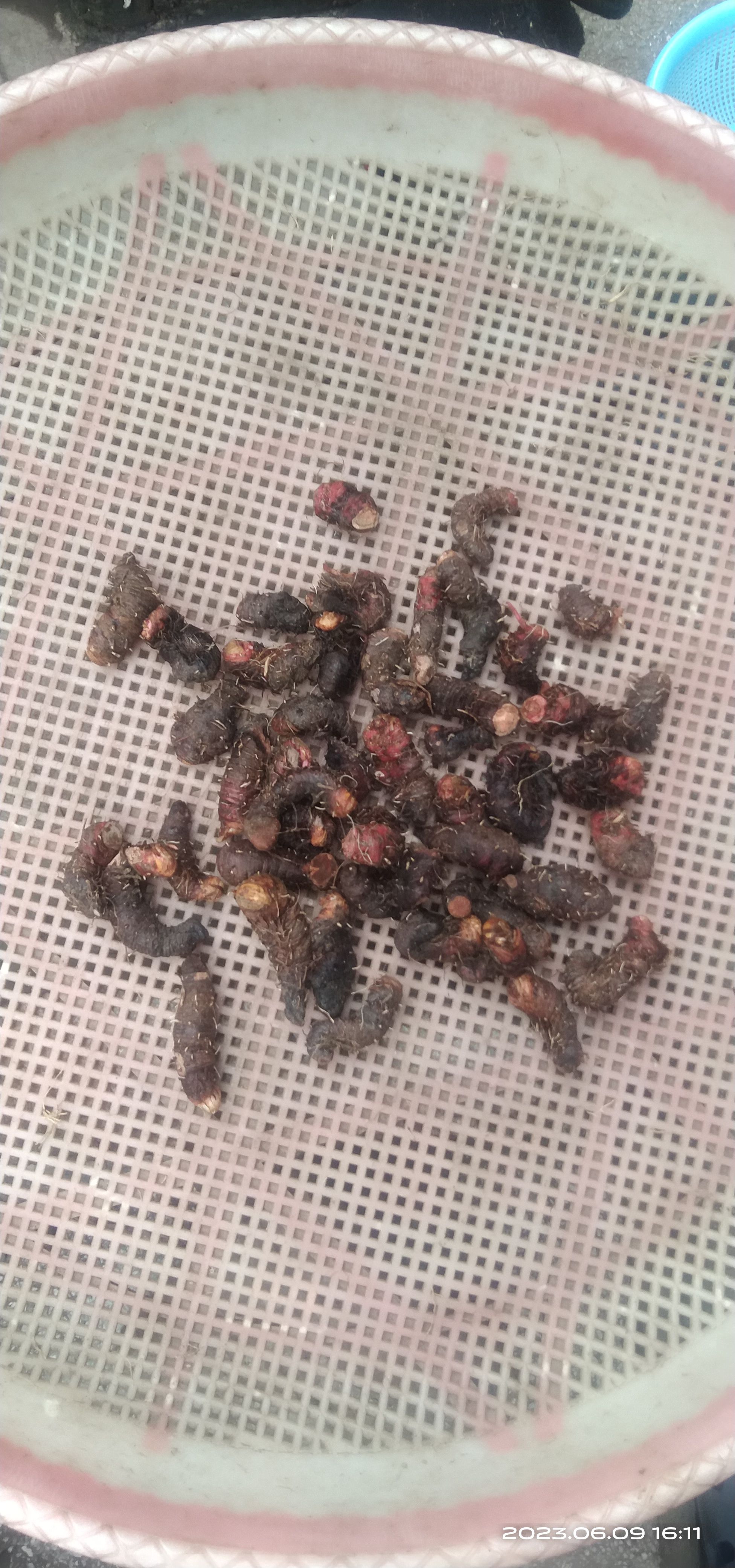 贵州毕节拳参当地叫地马蜂