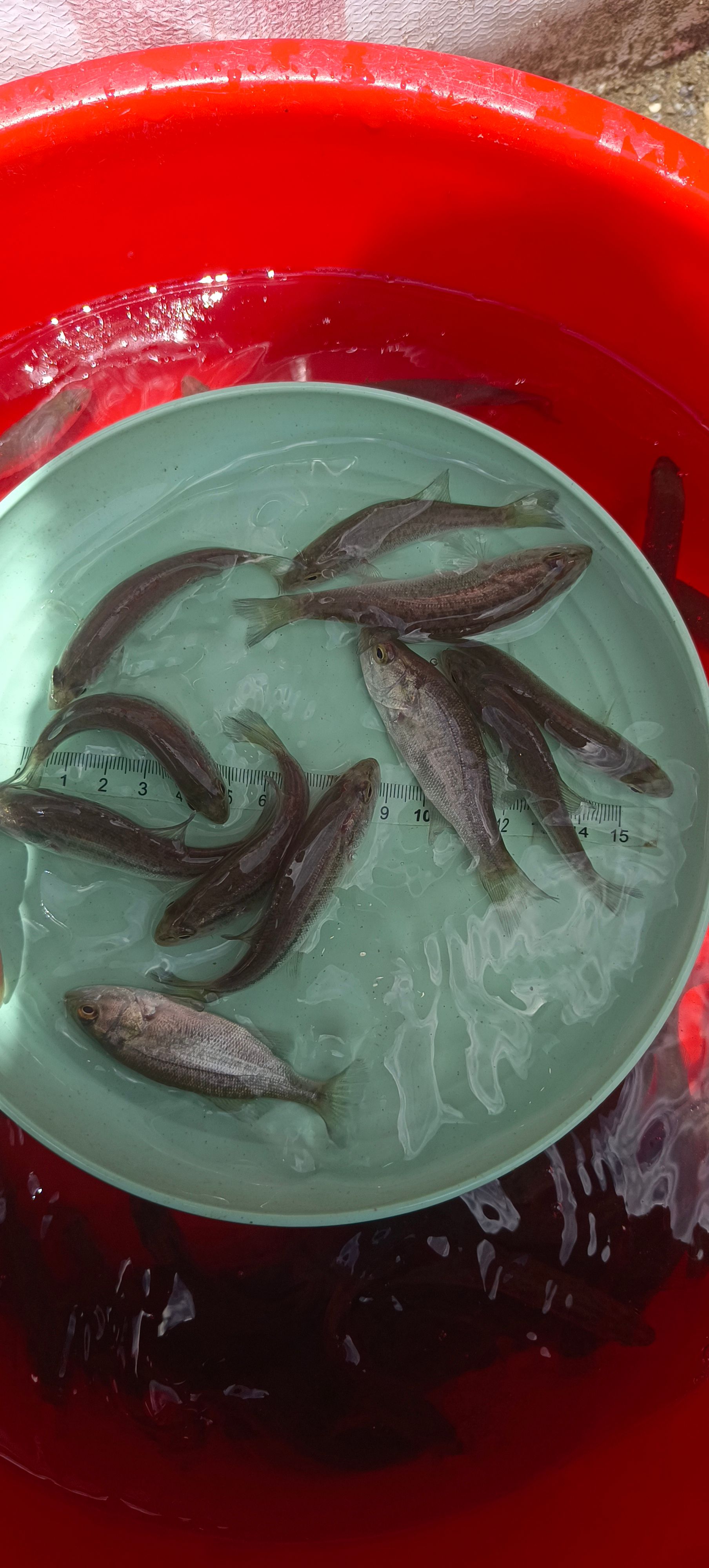 鲈鱼苗淡水优鲈鱼苗加州鲈鱼苗包邮已驯化吃料大口黑鲈路亚鱼苗