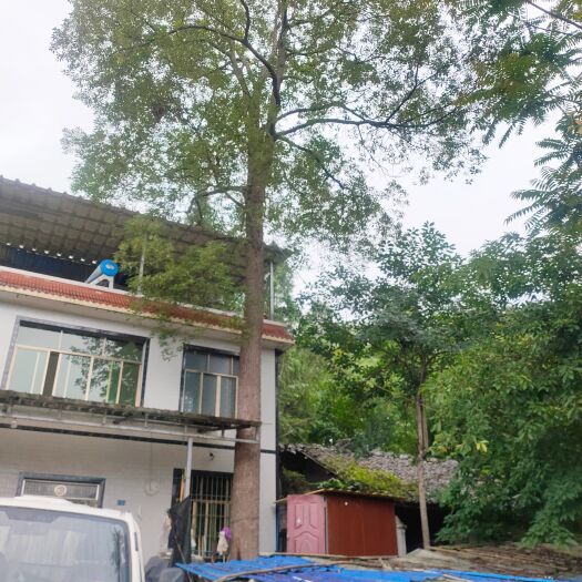 资阳香樟树 近40年 直径80㎝ 主干10米整树近15米