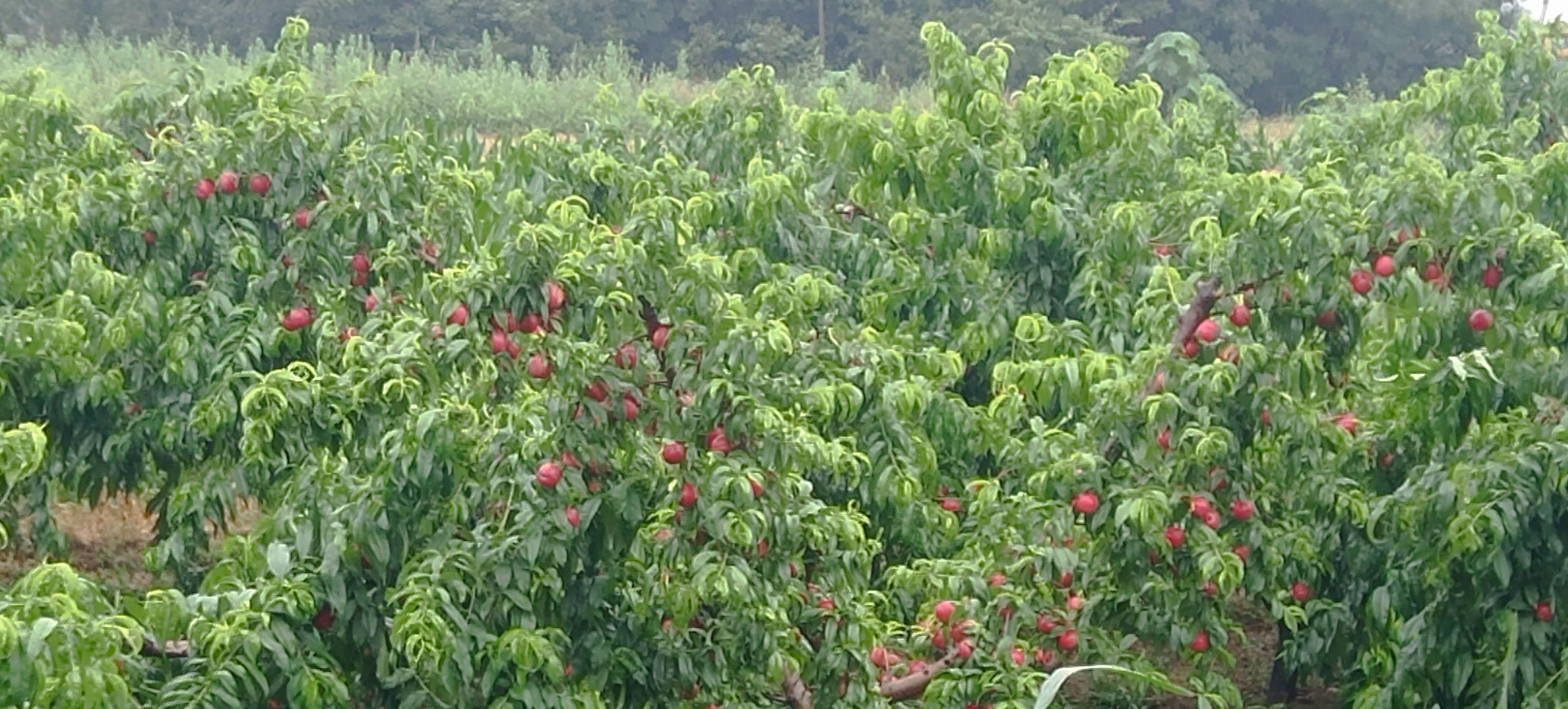 珍珠枣油桃