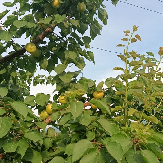 永济市荷兰香蜜杏