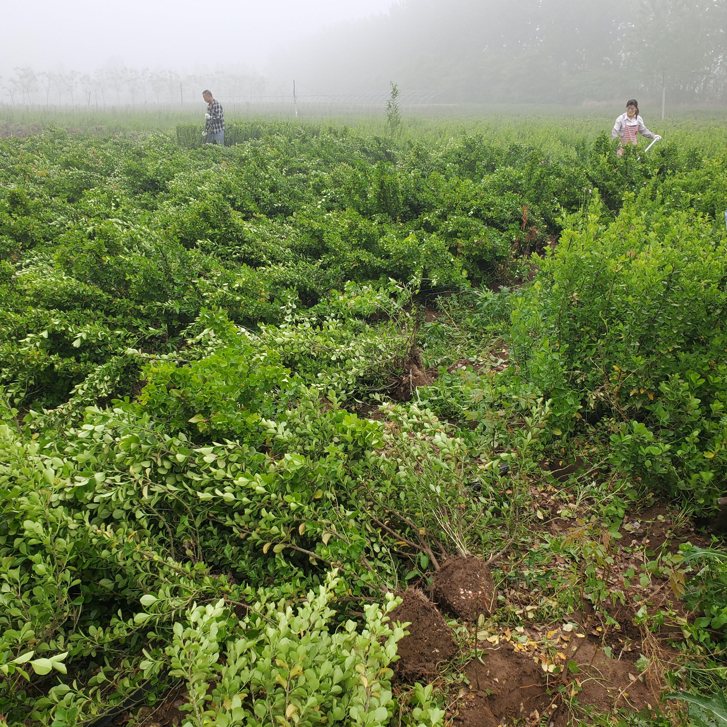 卫矛毛球沭阳基地  40～60冠幅大毛球枝杆粗壮 现货2万