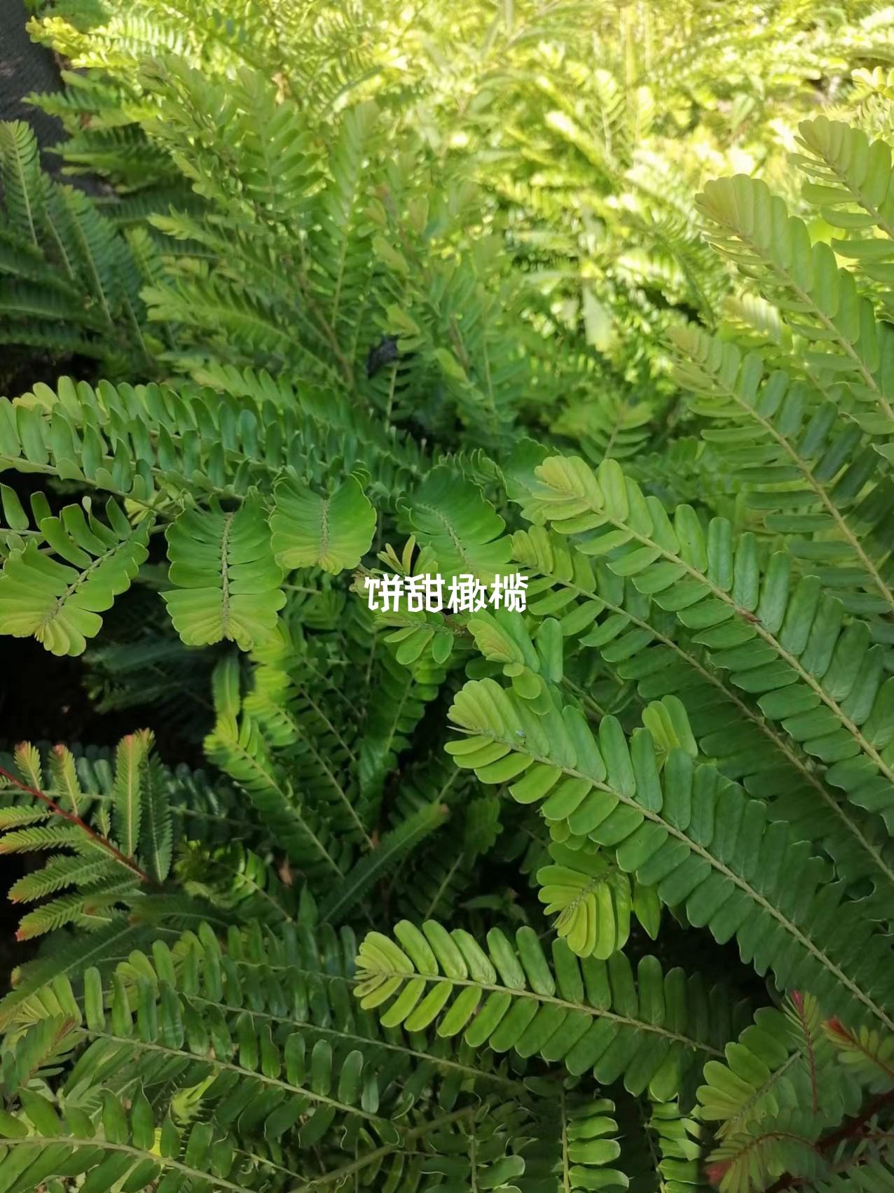 甜橄榄苗