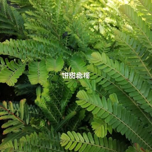 甜橄榄苗