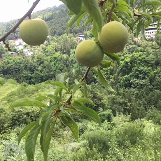 云阳青脆李