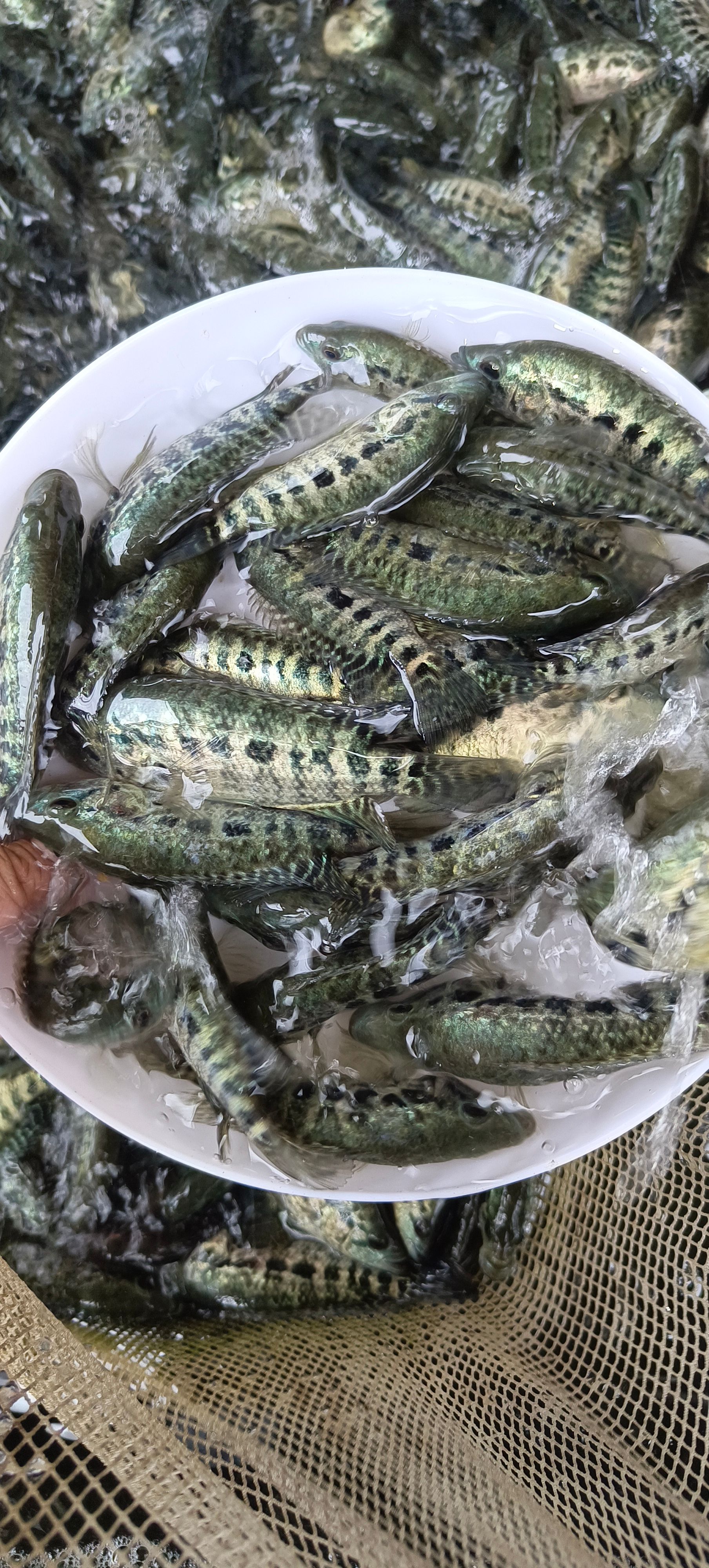 石斑鱼苗 淡水石斑鱼苗 大量现货供应