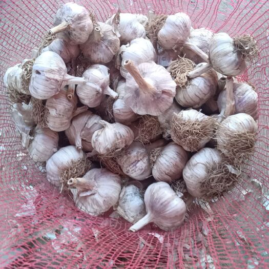 商河县紫皮大蒜