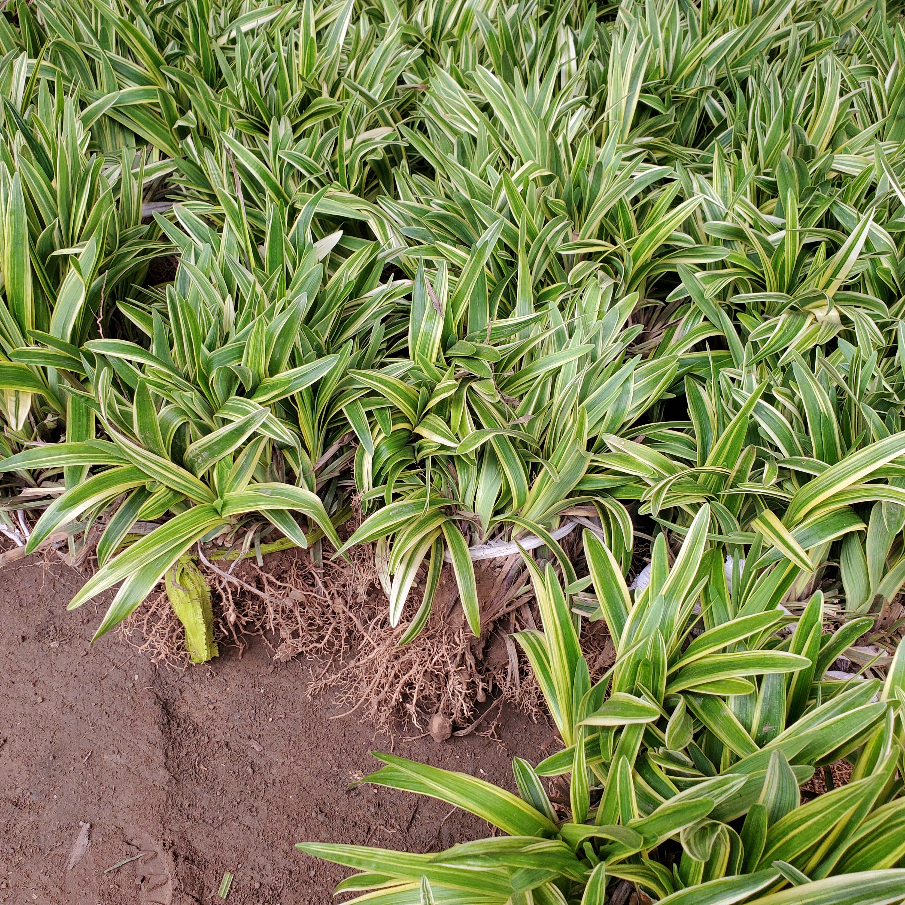 金边麦冬草地栽苗 耐寒适宜地被花卉移植成活率高 现货40万颗
