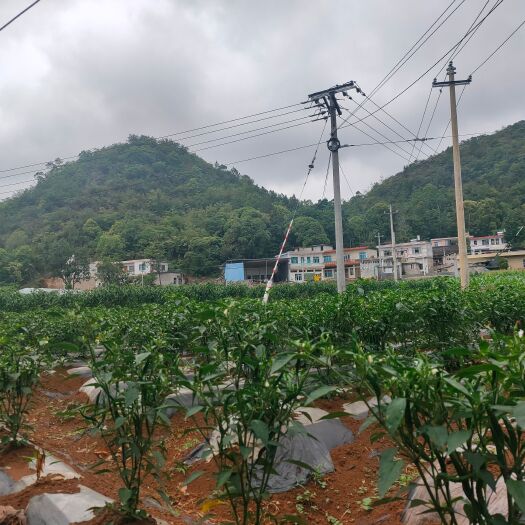 安龙县青小米椒