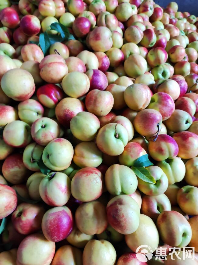 518油桃，中油18.中油16等仙桃儿品种繁多品质优良